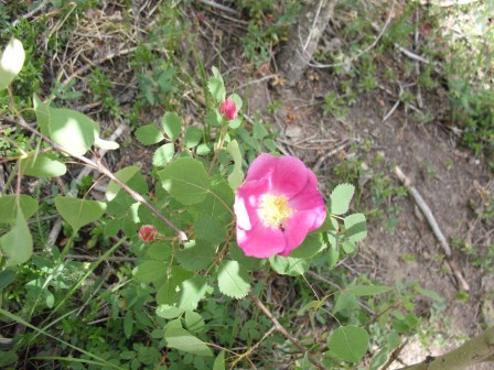 Pretty Pink Flower